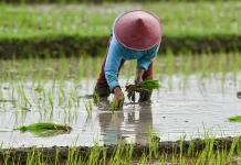 Jombang Percepat Masa Tanam untuk Dongkrak Produksi Padi