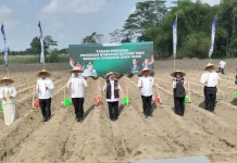 Dukung Swasembada Gula, Gubernur Khofifah Tanam Perdana Bongkar Ratoon Tebu