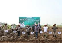 Jombang Kebut Bongkar Ratoon Tebu Demi Dongkrak Produksi Gula