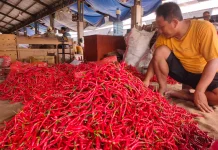 Harga Cabai Merah Besar di Kediri Naik Rp8.000