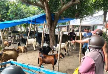 Permintaan Kambing Kurban di Kediri Naik 20 Persen, Paling Laris Jenis Jawa Randu