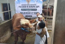 DKPP Kabupaten Kediri Periksa Sapi Kurban Bantuan Presiden Prabowo Subianto