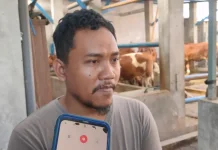 Permintaan dan Harga Sapi pada Iduladha 2026 di Kediri Meningkat