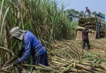Jombang Genjot Produksi Gula Melalui Varietas Unggul