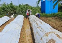 Musim Tanam Tembakau Dimulai, Petani di Jombang Kejar Target Luas Lahan