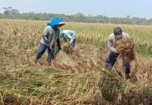 Bulog Didorong Optimalkan Serapan Gabah Petani Jombang