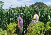 Petani Jagung di Kediri Waspadai Serangan Hama