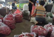 Sentra Cabai Jatim Mulai Panen Harga Cabai di Kediri Turun
