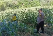 Polisi Turun Sawah Dampingi Petani Jagung Kediri