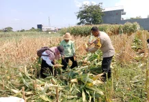 Petani di Kota Kediri Sukses Panen Jagung 5 Ton