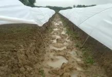 Petani Utara Brantas Hadapi Kendala Cuaca di Musim Tanam Tembakau