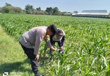 Optimalisasi Ketahanan Pangan, Petani di Kediri Waspadai Serangan Hama