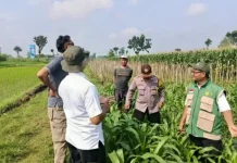 Dari Lahan Jagung Desa Kapi, Petani Jaga Keberlanjutan Ketahanan Pangan