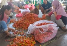 Harga Cabai Stabil, Pengiriman Jabodetabek dan Kalimantan Masih Libur
