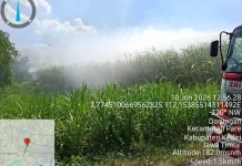 Kebakaran Lahan Tebu di Pare Kediri, Kerugian Capai Rp36 Juta