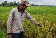 Serangan OPT di Jombang Masih Tinggi, Petani Diminta Waspada