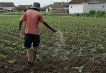 Biaya Produksi Naik, Bantuan Pupuk Jadi Harapan Petani Tembakau