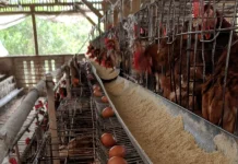 Peternak Ayam di Jombang Keluhkan Tingginya Biaya Pakan