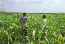 Sinergi Polisi dan Petani di Bareng: Mengawal Swasembada Pangan Lokal
