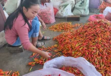 Harga Grosir Cabai di Kediri Stabil, Tertinggi Rp47.000 Per Kilogram