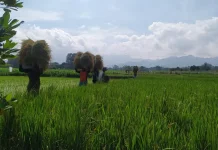 Cuaca Panas Berawan Petani Kediri Diimbau Waspada Hama Tanaman