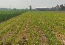 Petani Kediri Harus Keluarkan Biaya Tambahan untuk Pengairan di Musim Kemarau