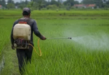 Disperta Gencarkan Pencegahan Hama Wereng dan Tungro di Wilayah Rawan