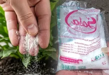 Memanfaatkan Micin sebagai Pupuk Tanaman