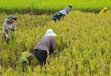 Nilai Tukar Petani Indonesia Capai Rekor 127,73 di Era Presiden Prabowo