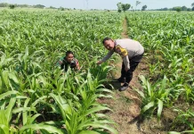 Petani di Kediri Perkuat Ketahanan Pangan dan Swasembada