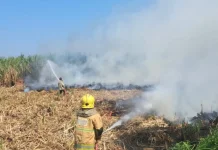 Lahan Tebu Siap Panen Terbakar Hebat