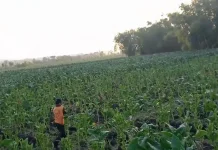 Anomali Cuaca Ancam Sentra Tembakau Jombang