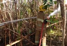 Lahan Tebu Terbakar, Pemilik Meninggal Dunia dalam Keadaan Sujud