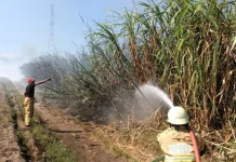 Angin Kencang, Lahan Tebu Milik Warga Hangus Terbakar