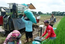 Bulog Kediri Lampaui Target Serapan Gabah 2026, Capai Setara 73.561 Ton Beras