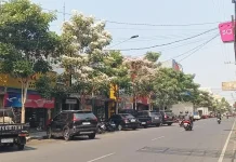 Tabebuya Bermekaran, Wajah Kota Kediri Kian Cantik