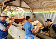 Disnak Jombang Perketat Pengawasan PMK di Musim Kemarau