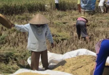 Panen di Musim Kemarau, Harga Gabah Jombang Masih Bertahan di Atas HPP
