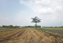 Kemarau Diprediksi Lebih Panjang, Petani Diminta Waspada