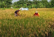 Mitigasi Gagal Panen, Pemkab Jombang Perkuat Jaring Pengaman Petani