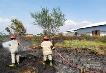 Musim Kemarau Picu Lonjakan Kebakaran Lahan di Jombang