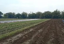 Dampak Musim Kemarau, Petani Kediri Mulai Beralih Tanam Jagung