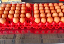 Telur Oranye Kaya Gizi Jadi Buruan Baru Warga Kediri