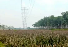 Menanti Keadilan dari Hutan, Warga Manggis Berharap Perhutani Turun Tangan