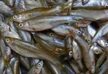 Ikan Wader Cegah Stunting