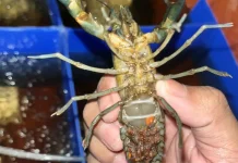 Riset Dosen-Mahasiswa UB PSDKU Kediri Bedah Misteri Gagal Panen Lobster