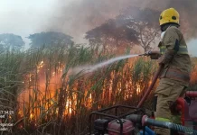 Lahan Tebu Milik PT SGN Terbakar, Kerugian Capai Rp33 Juta