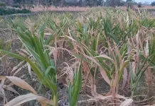 Kemarau Panjang, Petani Jagung di Kediri Terancam Gagal Panen