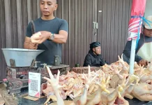 Harga Daging Ayam di Pasar Setonobetek Kembali Naik