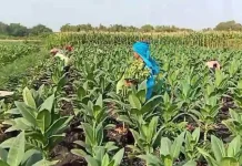 Panen Tembakau Jombang Diperkirakan Tuntas Akhir Oktober 2026